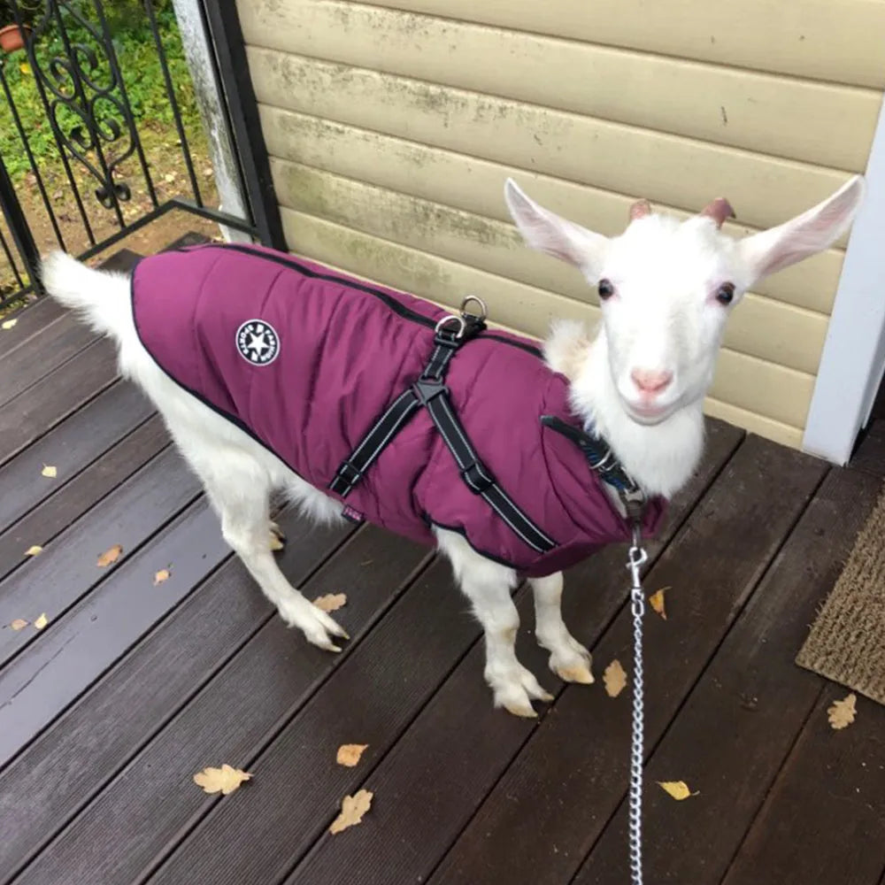 Red waterproof dog coat with integrated harness on a Labrador, showing the rain silk fabric and sizing options.