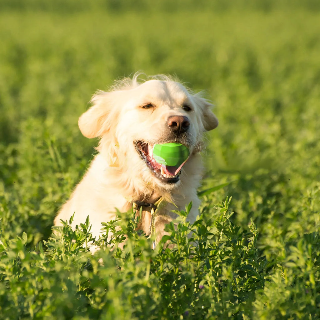 Green natural rubber dog squeaky toy for aggressive chewers