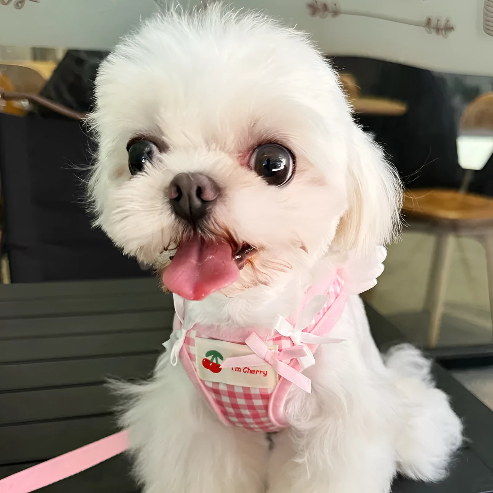 Pink and black cotton chest and back harness for small dogs with hand-holding rope in six sizes