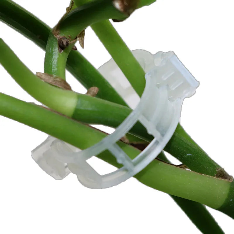 Set of 50 plastic plant grafting clips for tomato and flower stem support.