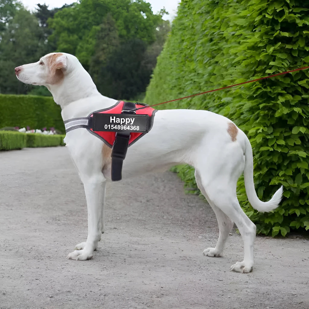 Reflective adjustable dog harness with no-pull chest strap in multiple colour options