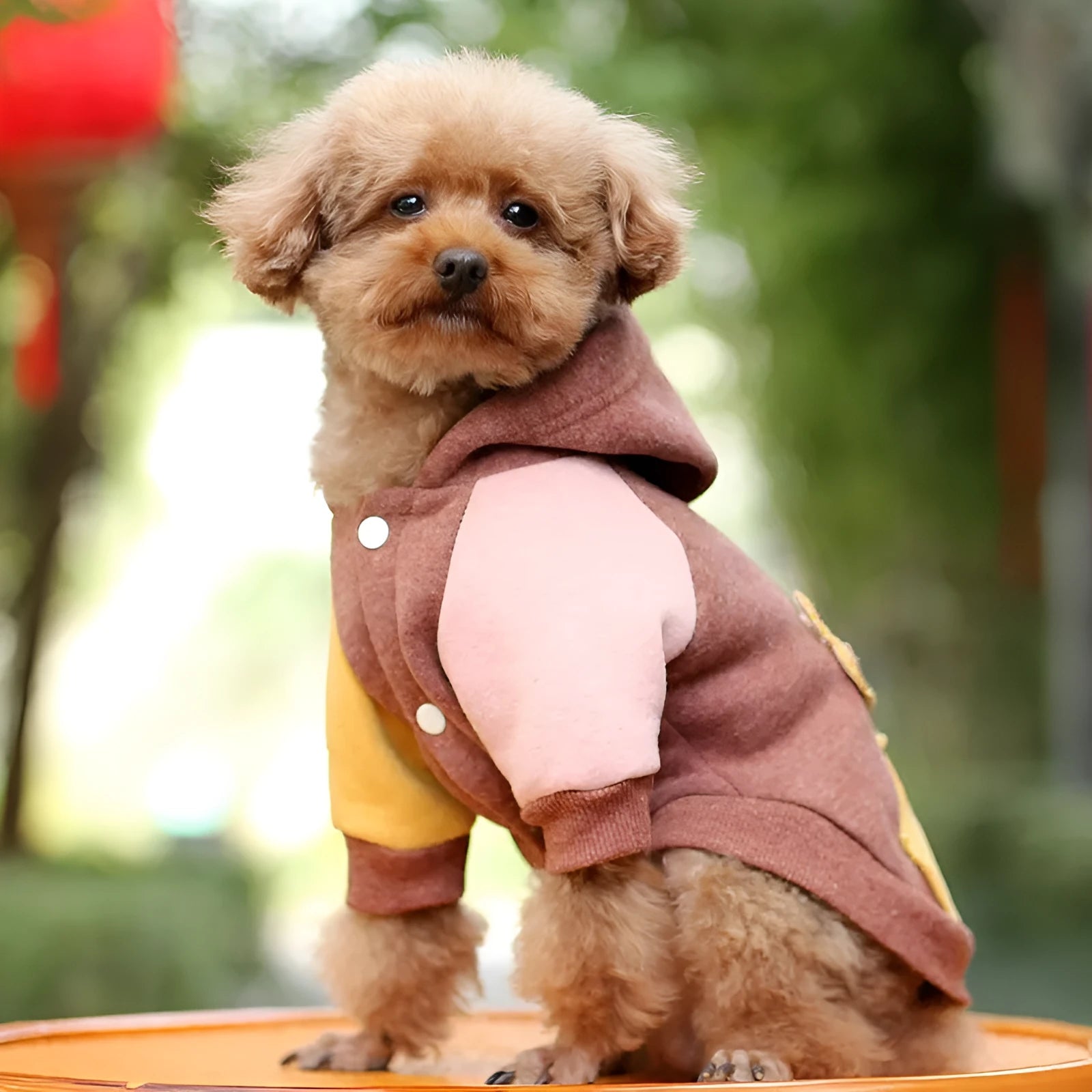Brown cotton dog sweatshirt shown on a medium-sized dog with casual leisure styling
