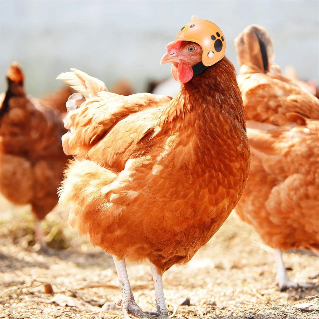 Small hard plastic helmet with elastic straps and sponge lining for a chicken or pet bird.