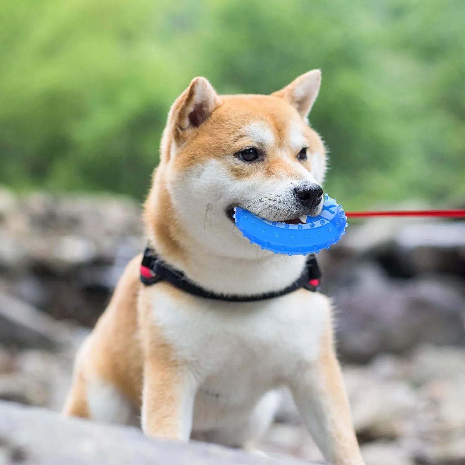 Freezable dog chew toy in bones shape with hollow centre for treats, shown next to a circles-shaped version.