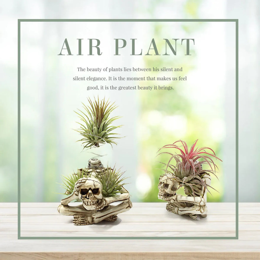 Resin skull design bracket for Tillandsia air plants with gothic styling, measuring 7x8x12.5cm
