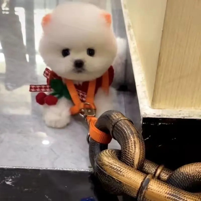 PP plastic dog leash prop in bronze, antique silver, and black colour options for video production.