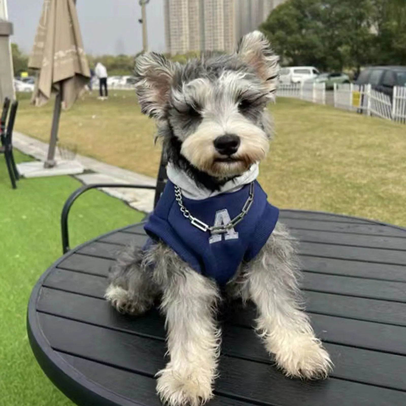 Blue slim-fit pet hoodie with reflective white letters on a dog, showing the hoodie's casual style and size.