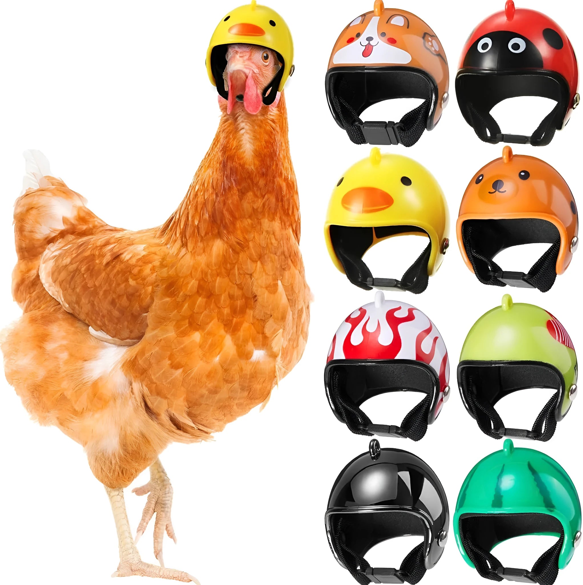 Small hard plastic helmet with elastic straps and sponge lining for a chicken or pet bird.
