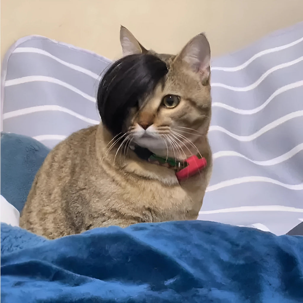 Black imitation braid wig designed for cats as a costume dress up accessory
