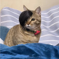 Black imitation braid wig designed for cats as a costume dress up accessory