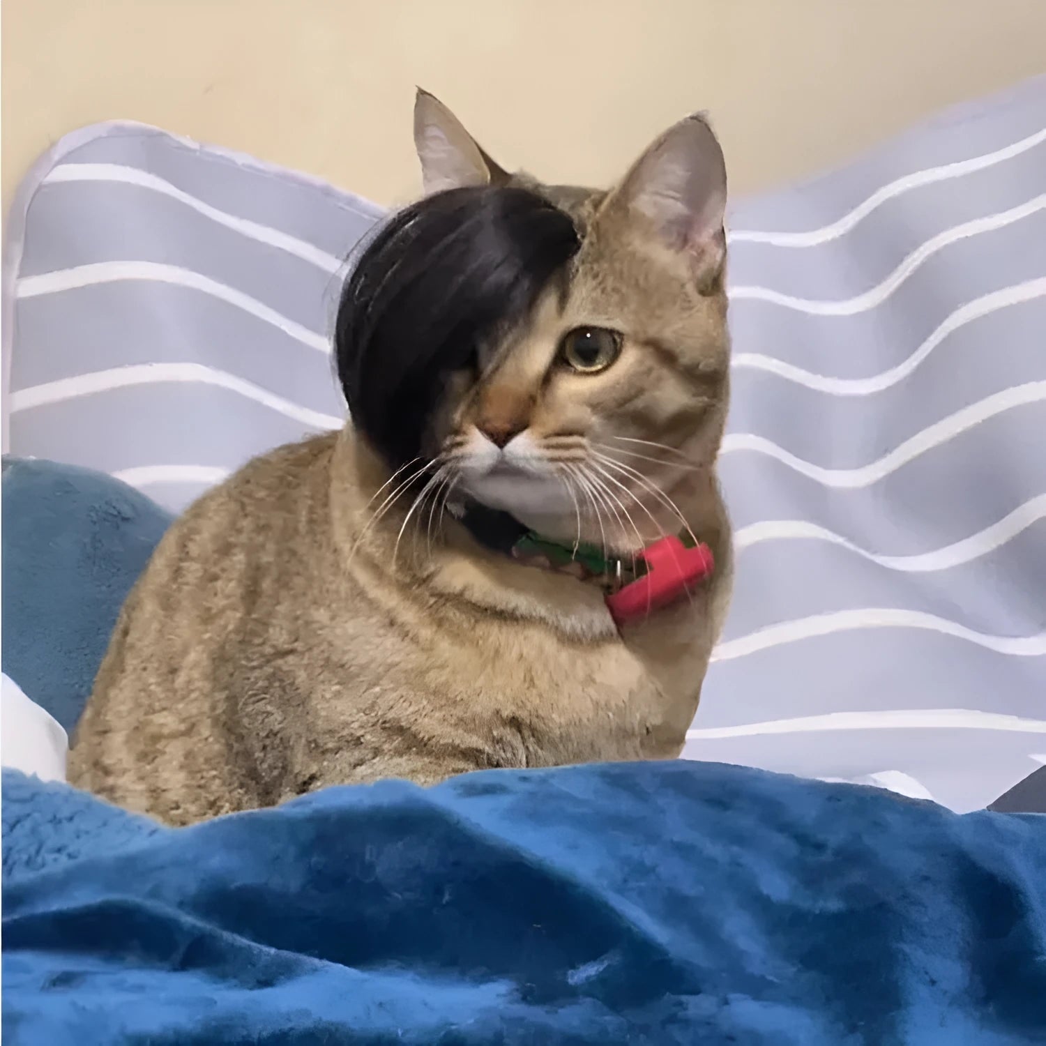 Black imitation braid wig designed for cats as a costume dress up accessory