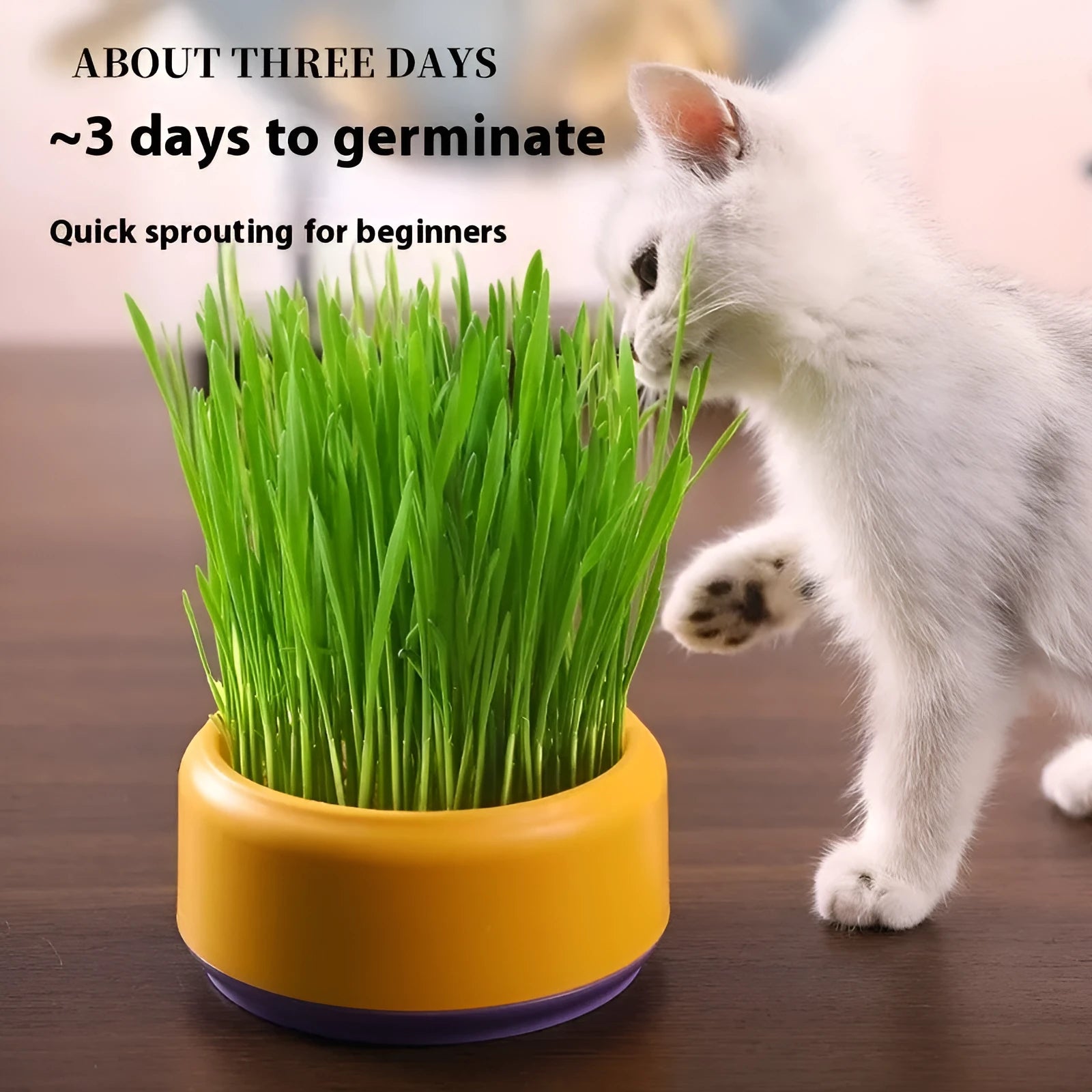 Hydroponic cat grass growing kit with choice of blue, green or yellow starter cups and five seed packs
