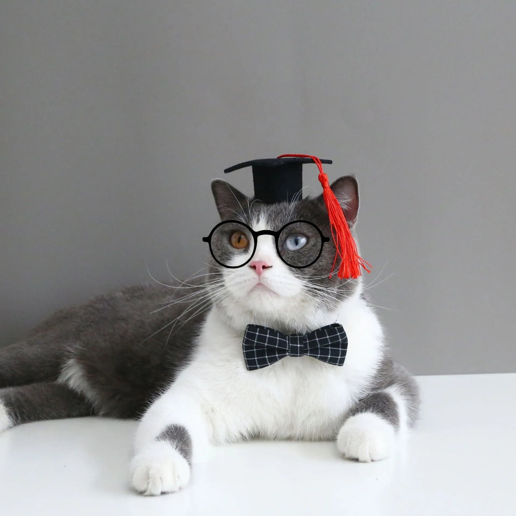 Small pet wearing an elastic wool felt hair band and matching doctor's degree bow tie.