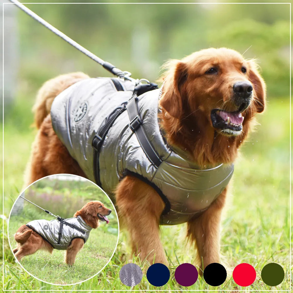 Red waterproof dog coat with integrated harness on a Labrador, showing the rain silk fabric and sizing options.