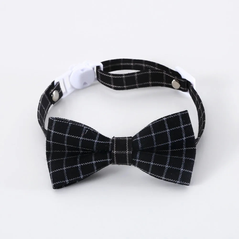 Small pet wearing an elastic wool felt hair band and matching doctor's degree bow tie.