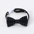 Small pet wearing an elastic wool felt hair band and matching doctor's degree bow tie.