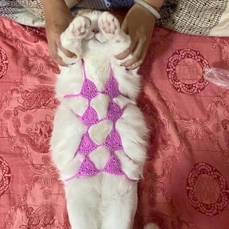 Cat wearing sweet-style bikini costume in multiple colour options for festive events
