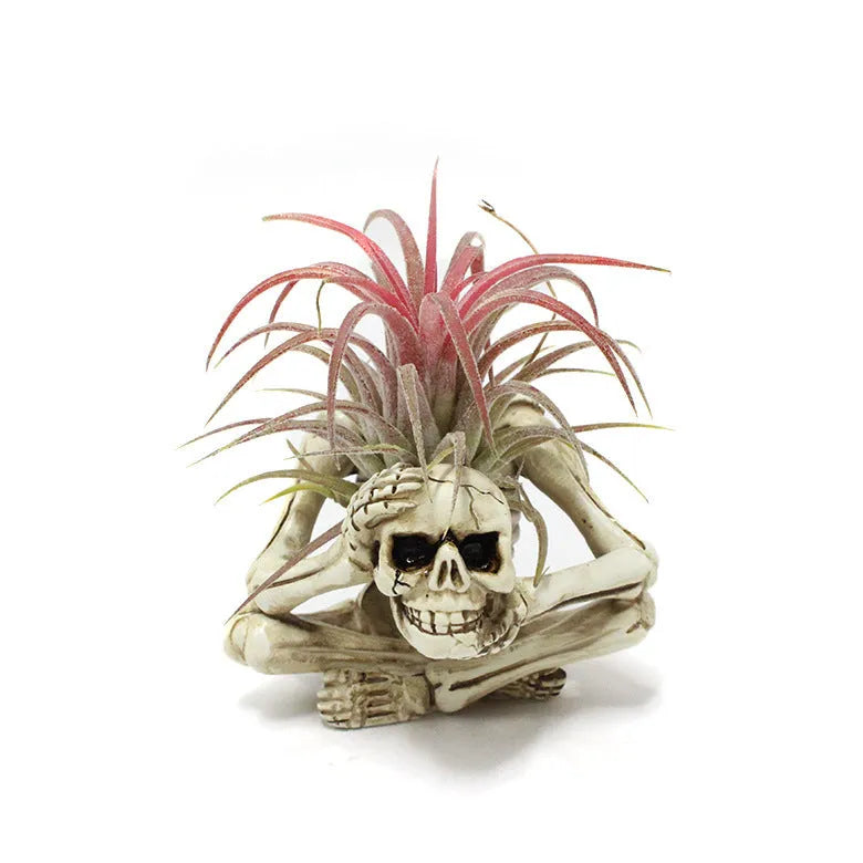 Resin skull design bracket for Tillandsia air plants with gothic styling, measuring 7x8x12.5cm