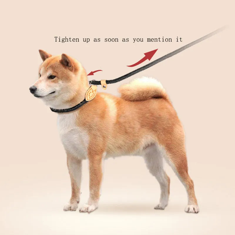 Blast race training dog leash with integrated P rope collar in multiple colour options.