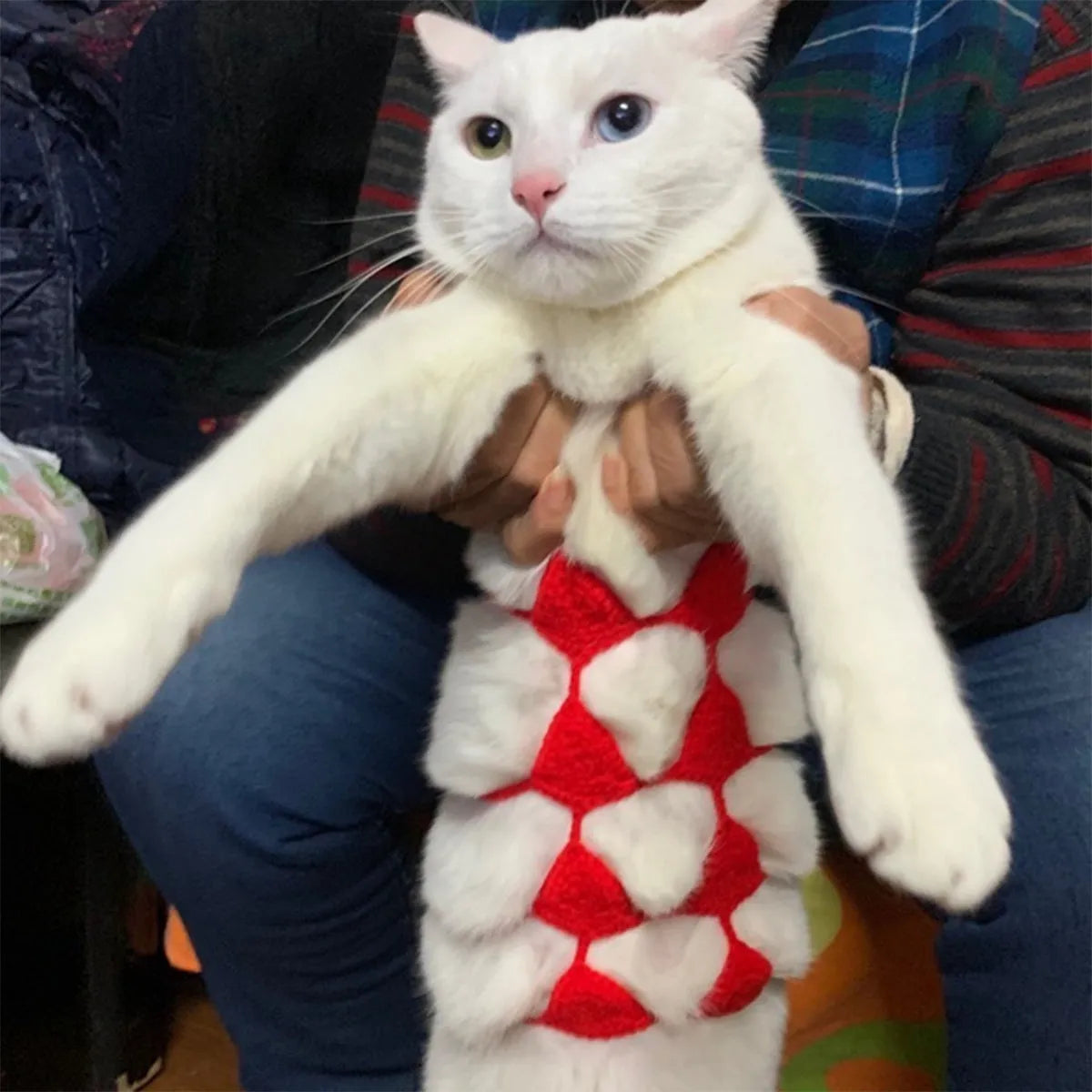 Cat wearing sweet-style bikini costume in multiple colour options for festive events