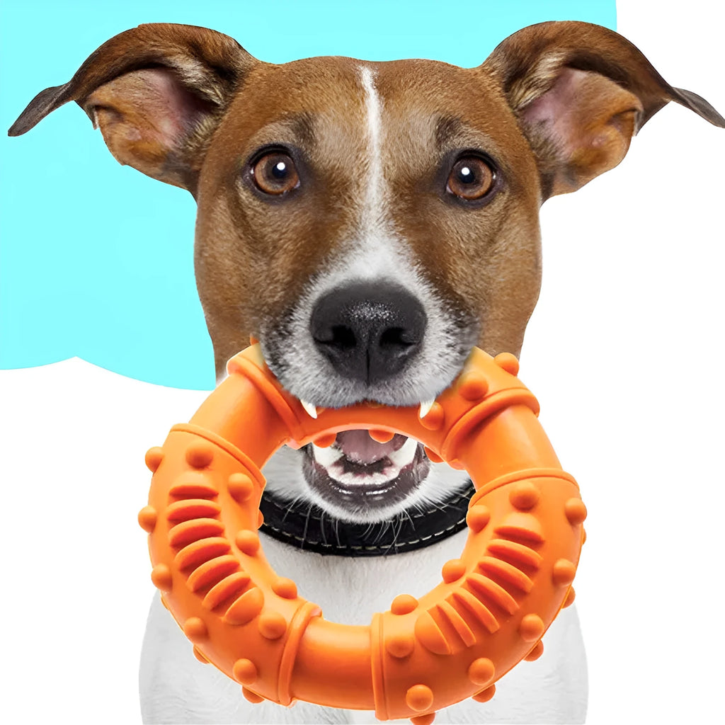 Blue bouncy hollow dog fetching stick toy for catch and fetch games with a dog.