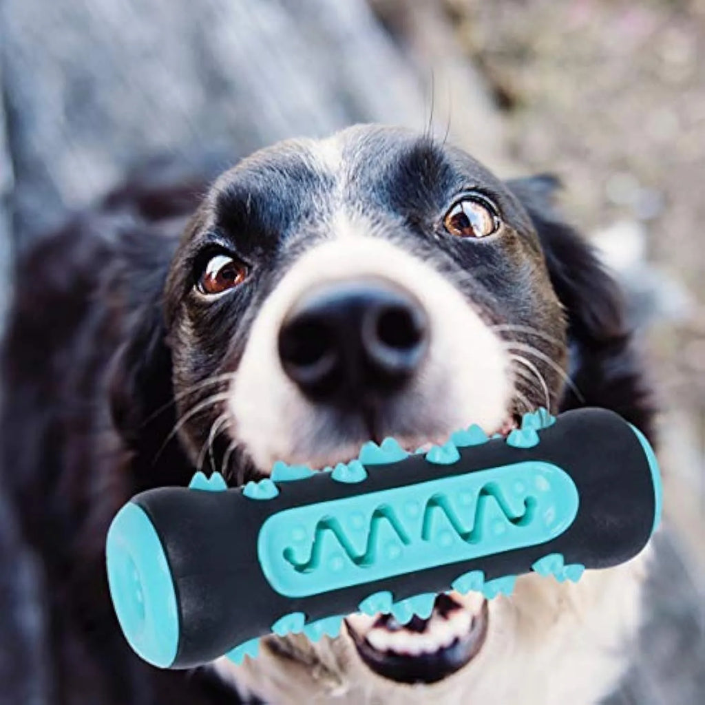 Natural rubber dog toothbrush chew toy in blue colour on white background