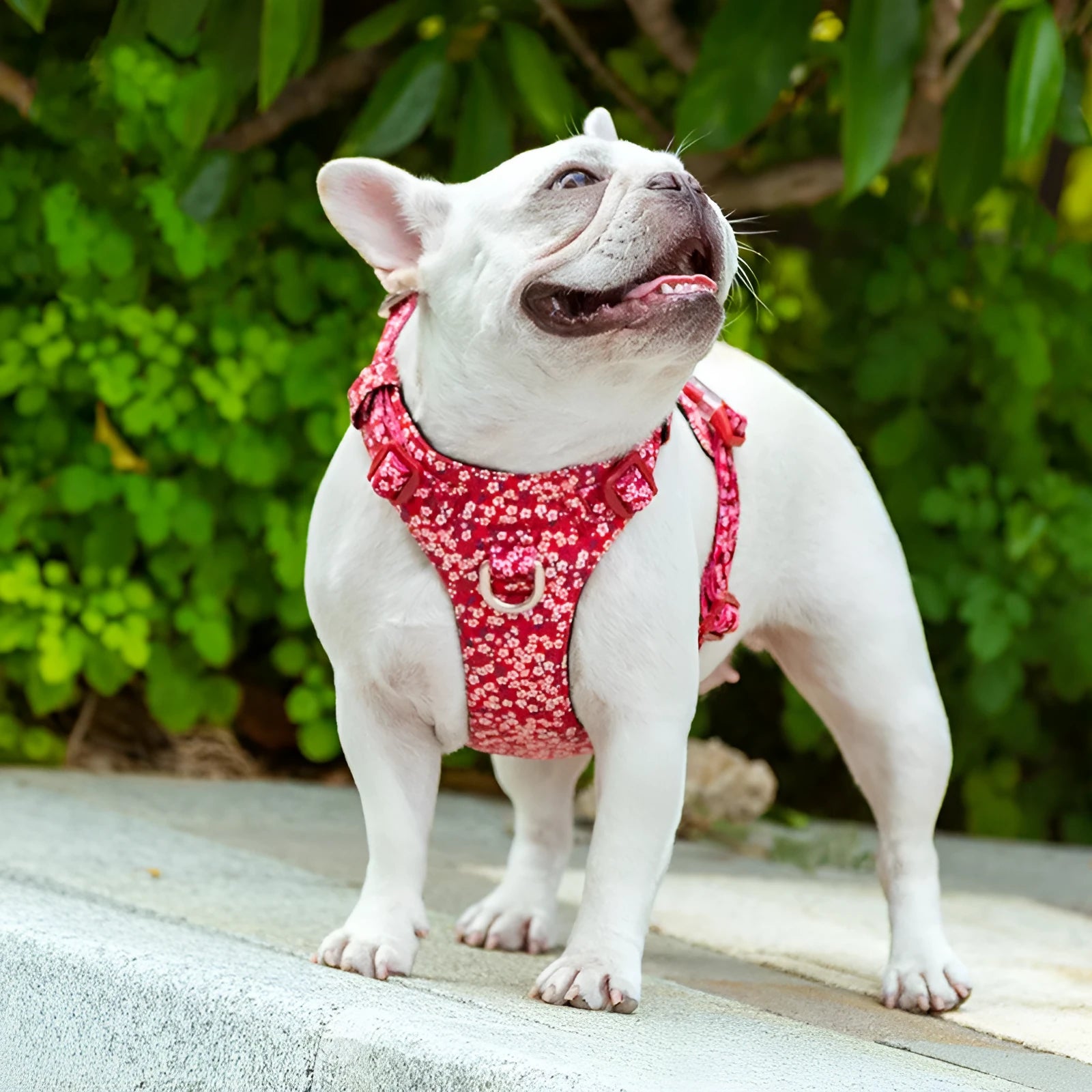 Floral pattern cotton pet harness with chest strap on dog during walk