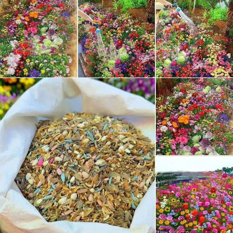 Packet of Purpleflower Holly Leaf cold and drought resistant mixed wildflower seeds for garden planting.