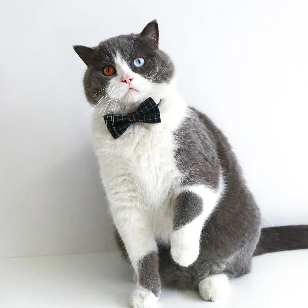 Small pet wearing an elastic wool felt hair band and matching doctor's degree bow tie.