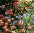 Packet of Purpleflower Holly Leaf cold and drought resistant mixed wildflower seeds for garden planting.