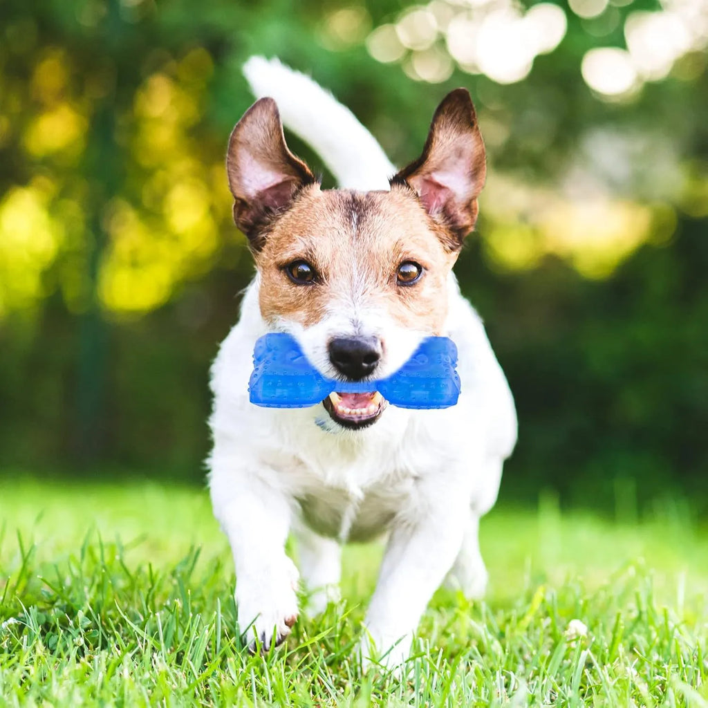 Freezable dog chew toy in bones shape with hollow centre for treats, shown next to a circles-shaped version.