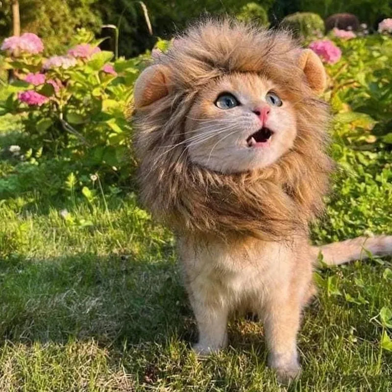 Adjustable lion mane wig accessory on a cat, showing plush artificial hair and elastic band.