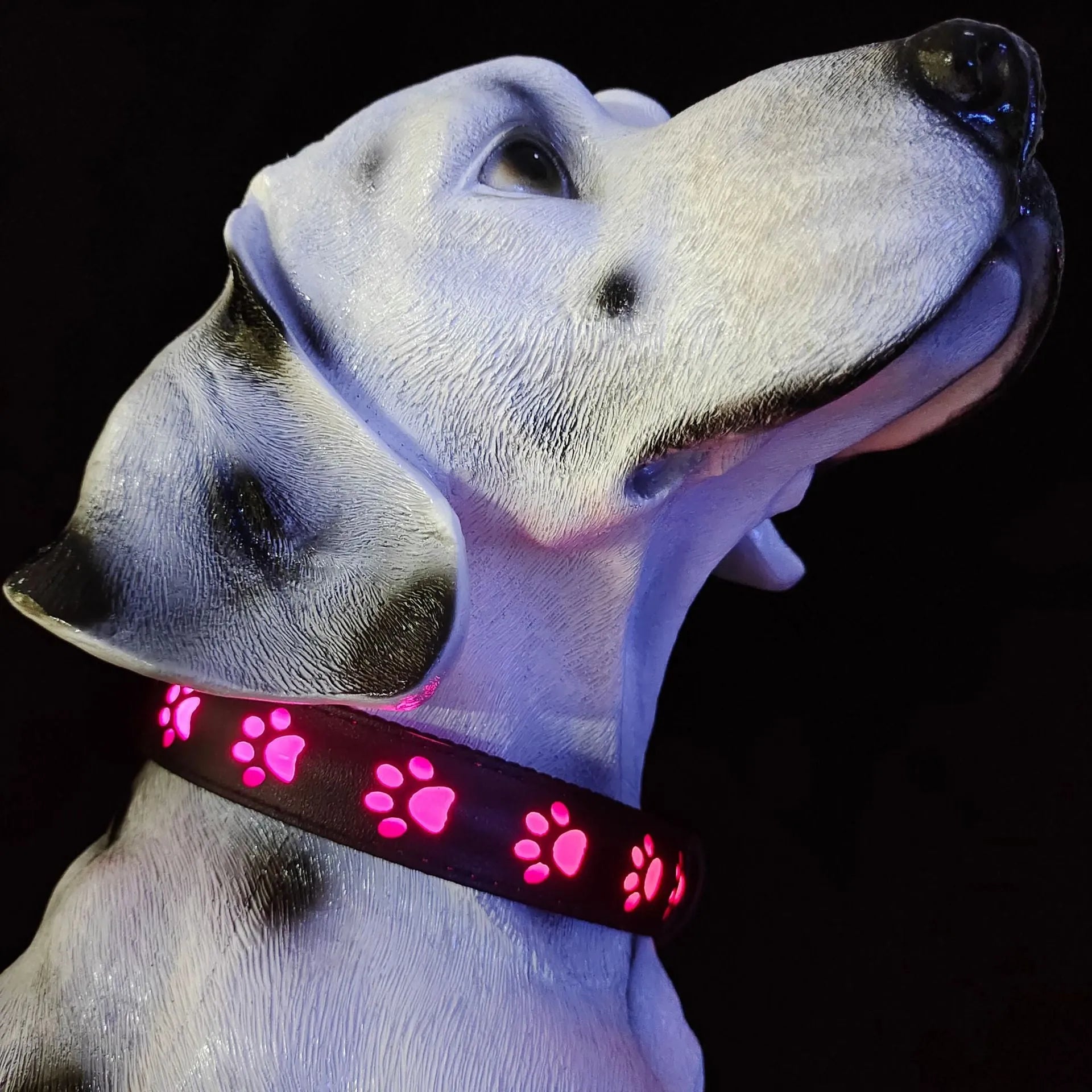 LED light-up cat collar with colourful paw print design on adjustable polyester strap