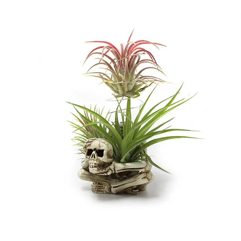Resin skull design bracket for Tillandsia air plants with gothic styling, measuring 7x8x12.5cm