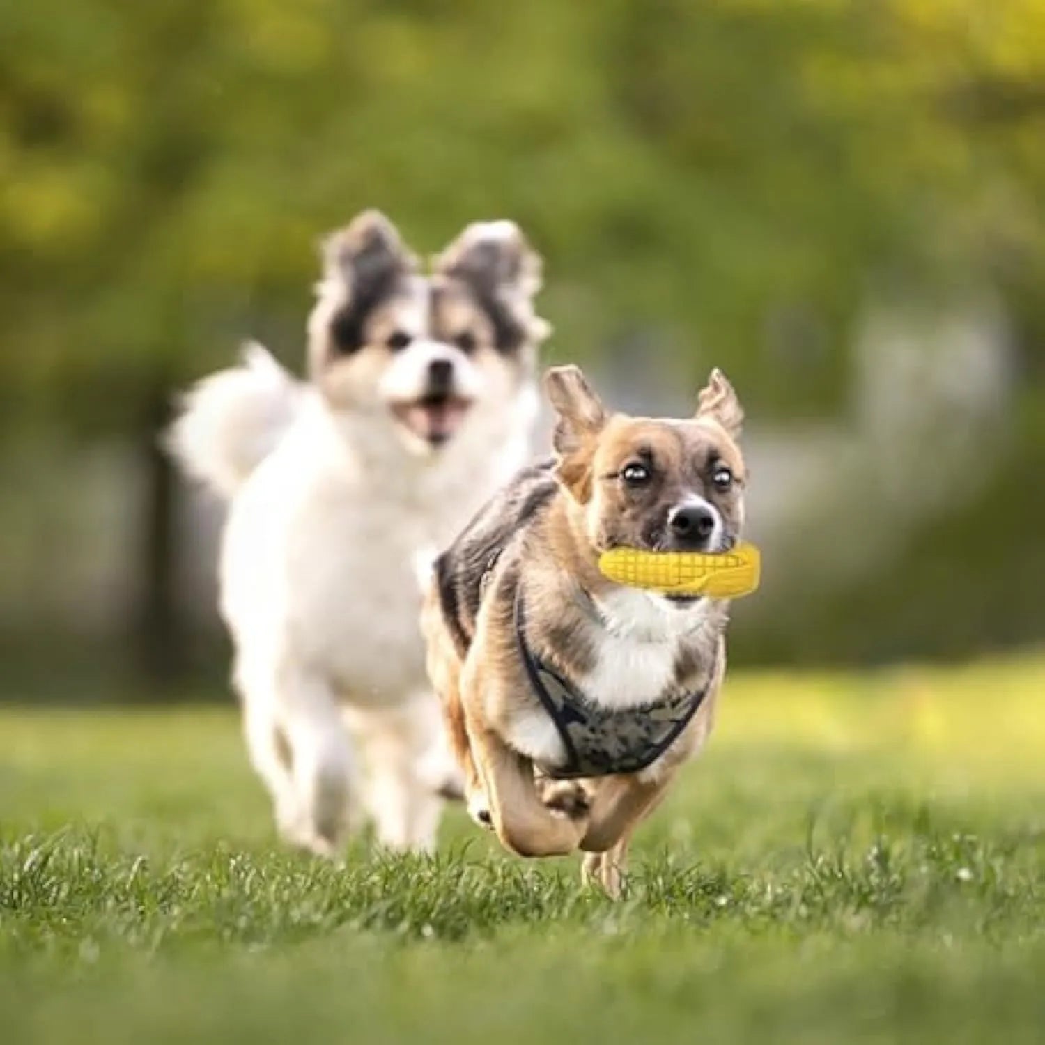 Blue and yellow corn stick dog chew toy with bacon scent and squeaker for aggressive chewers