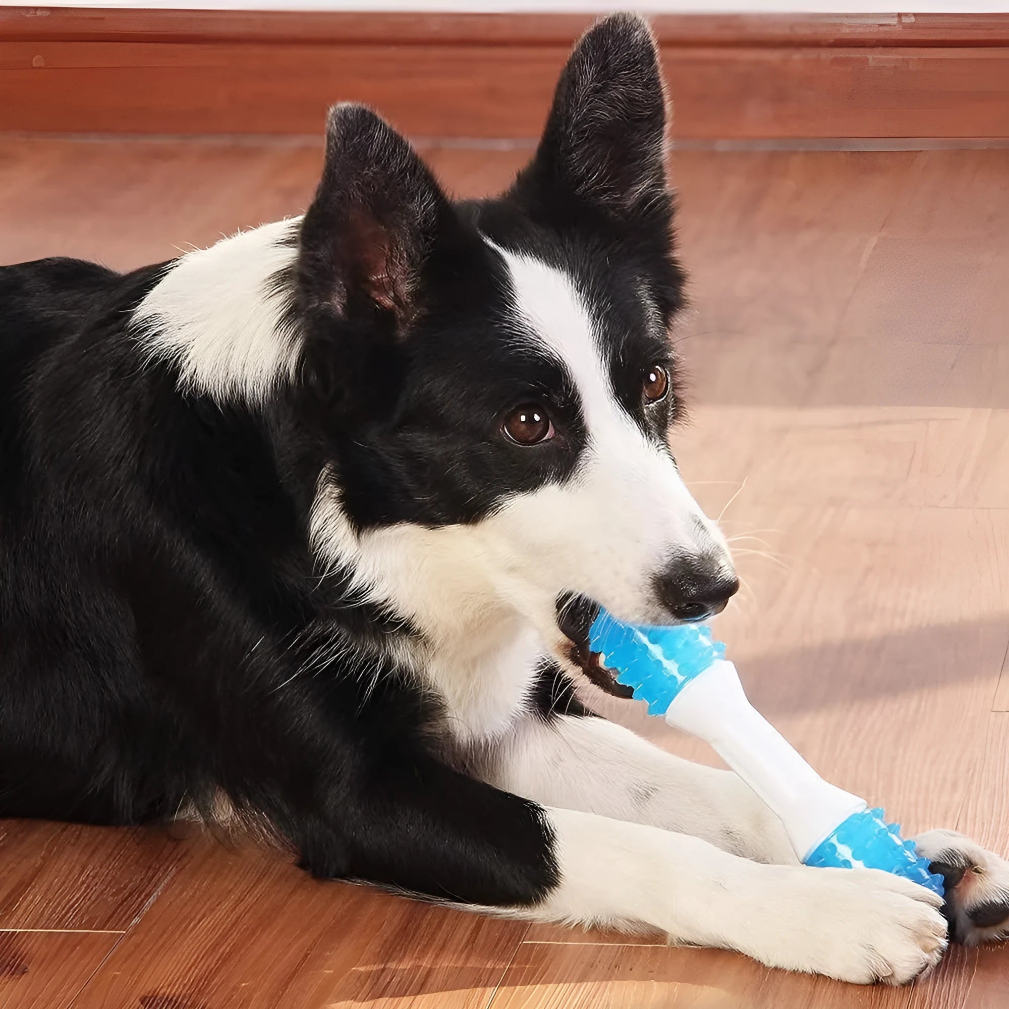 Dual-colour TPR puppy teething chew toy for dental health and moderate chewers