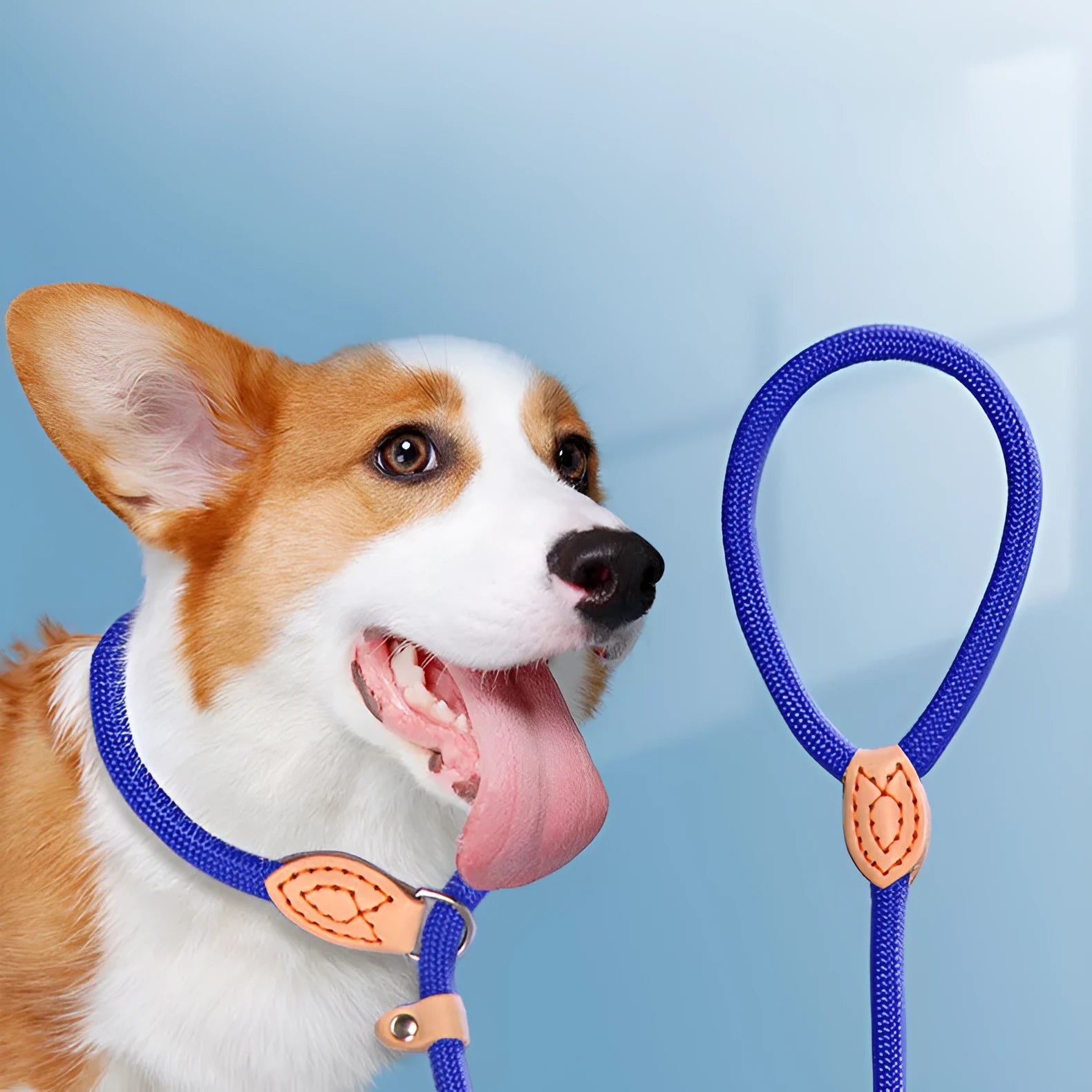 Blast race training dog leash with integrated P rope collar in multiple colour options.