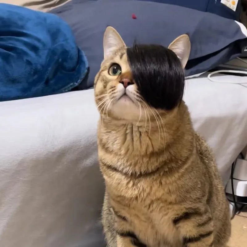 Black imitation braid wig designed for cats as a costume dress up accessory