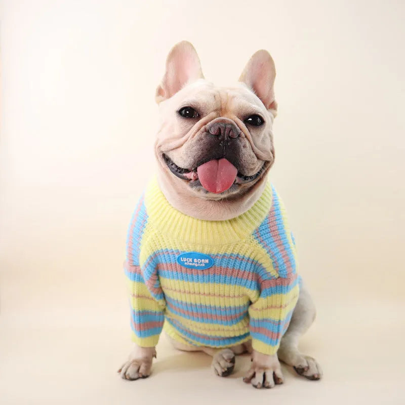 Blue and yellow striped wool winter sweater for small dog breeds on mannequin