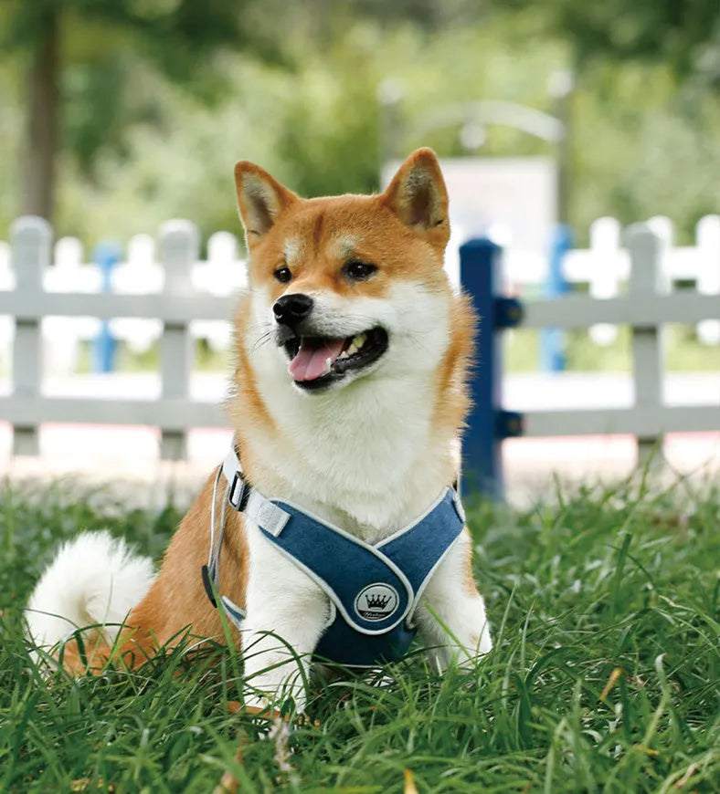 Adjustable dog cat harness with breathable mesh and metal back ring in multiple colours