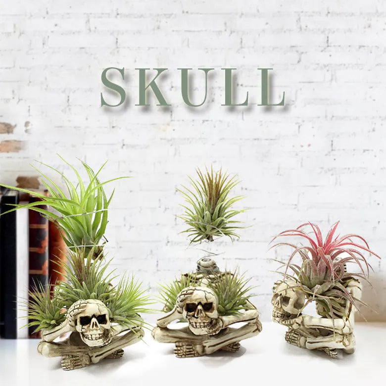 Resin skull design bracket for Tillandsia air plants with gothic styling, measuring 7x8x12.5cm