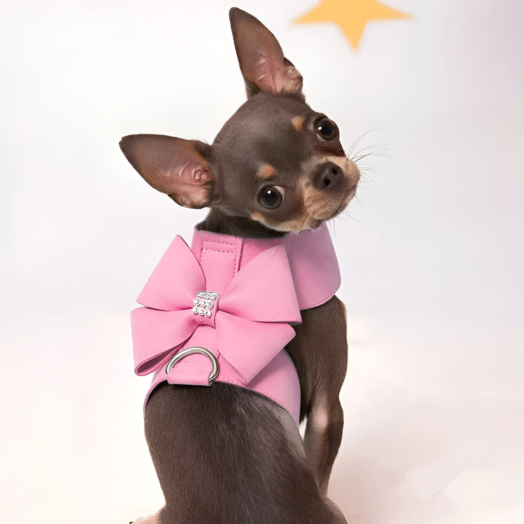 Dog wearing microfiber chest strap with decorative bow knot in blue colour
