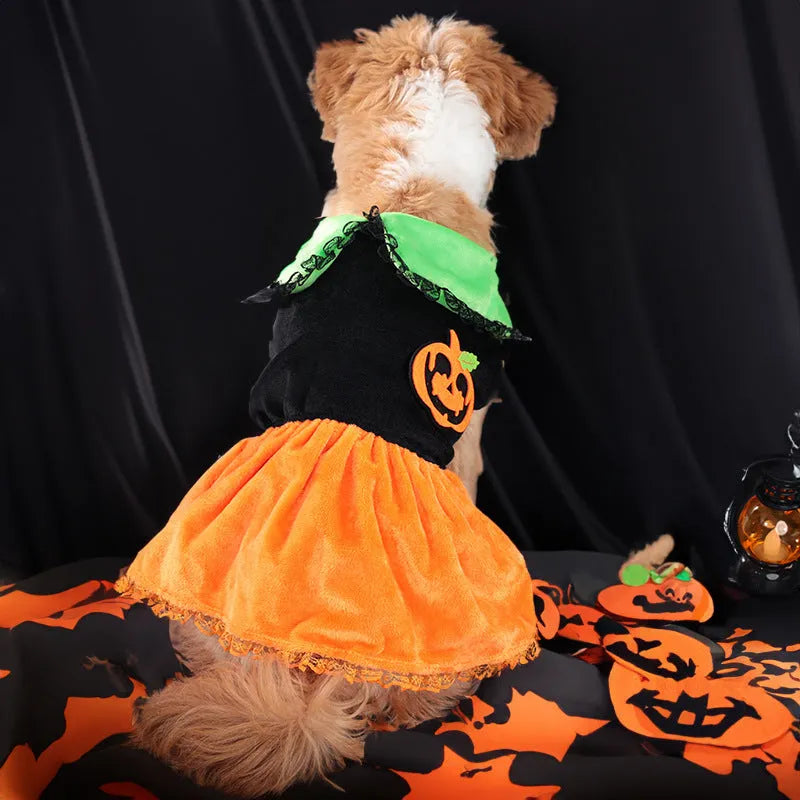Halloween pet costume showing pumpkin skirt and sweater designs in crystal velvet for dogs and cats