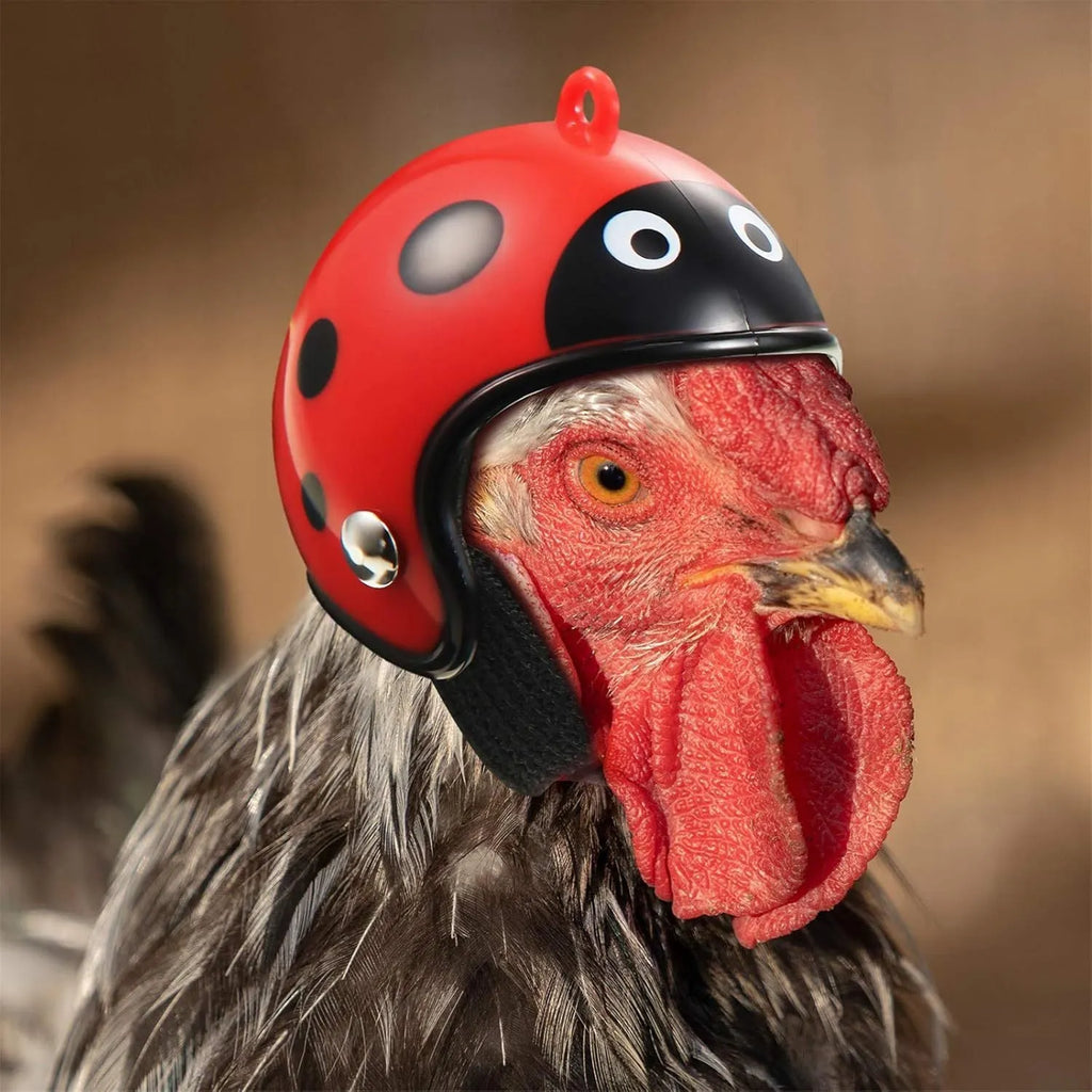 Small hard plastic helmet with elastic straps and sponge lining for a chicken or pet bird.