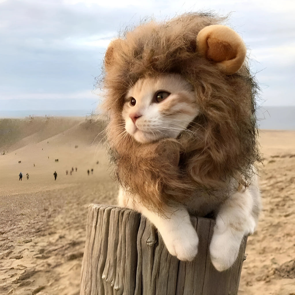 Adjustable lion mane wig accessory on a cat, showing plush artificial hair and elastic band.