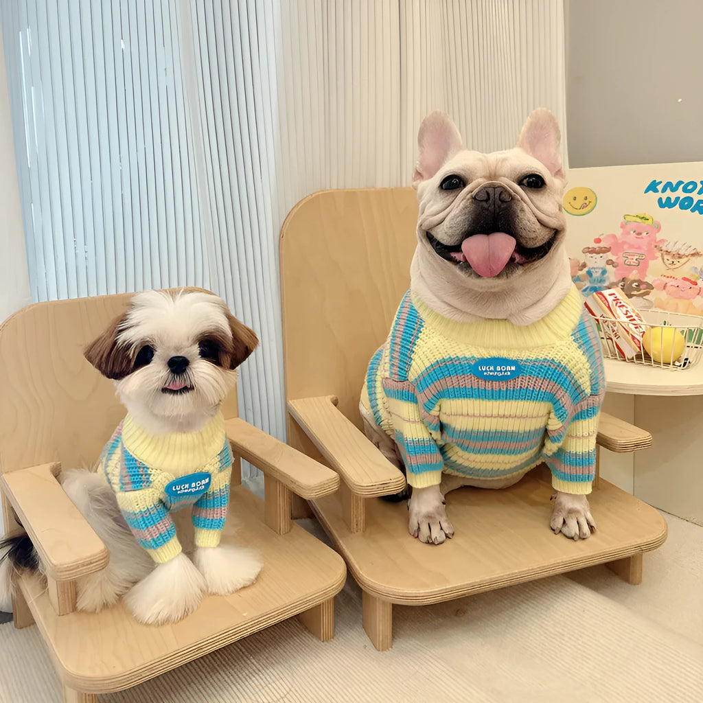 Blue and yellow striped wool winter sweater for small dog breeds on mannequin