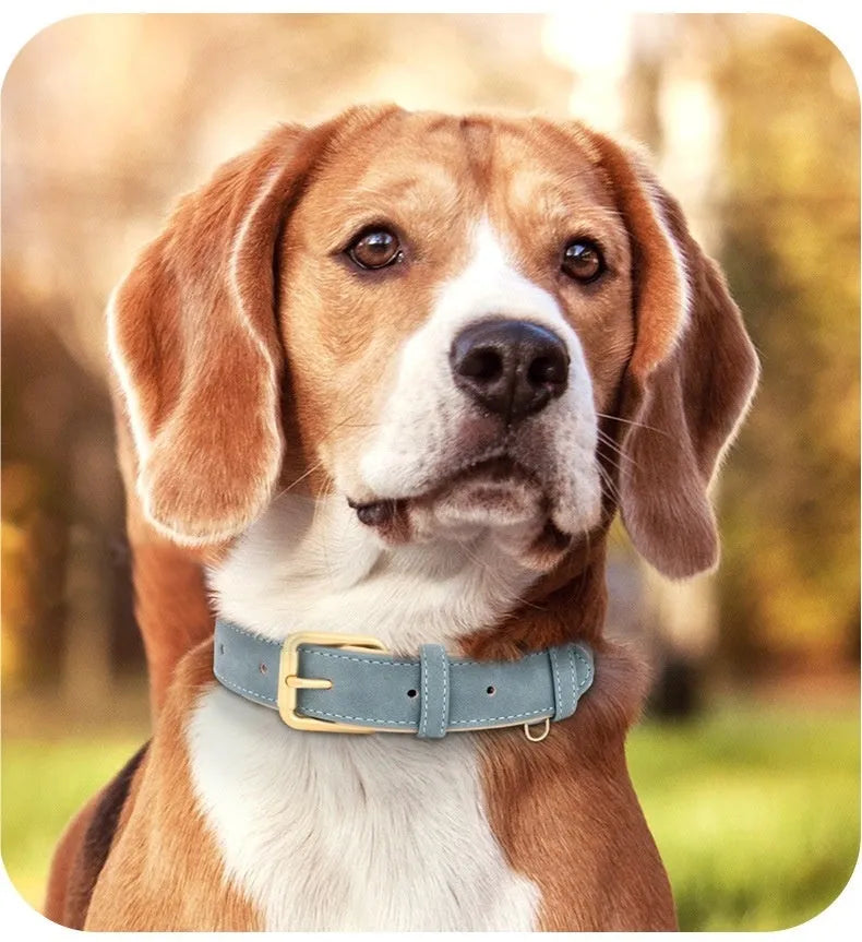 Double-layer leather dog collar with traction rope in rose red, brown, or blue colour