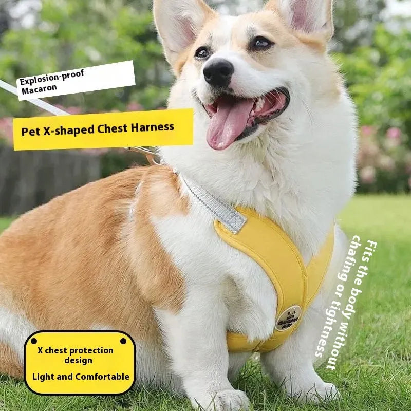 Dog wearing blue vest with attached hand holding rope leash for walking control