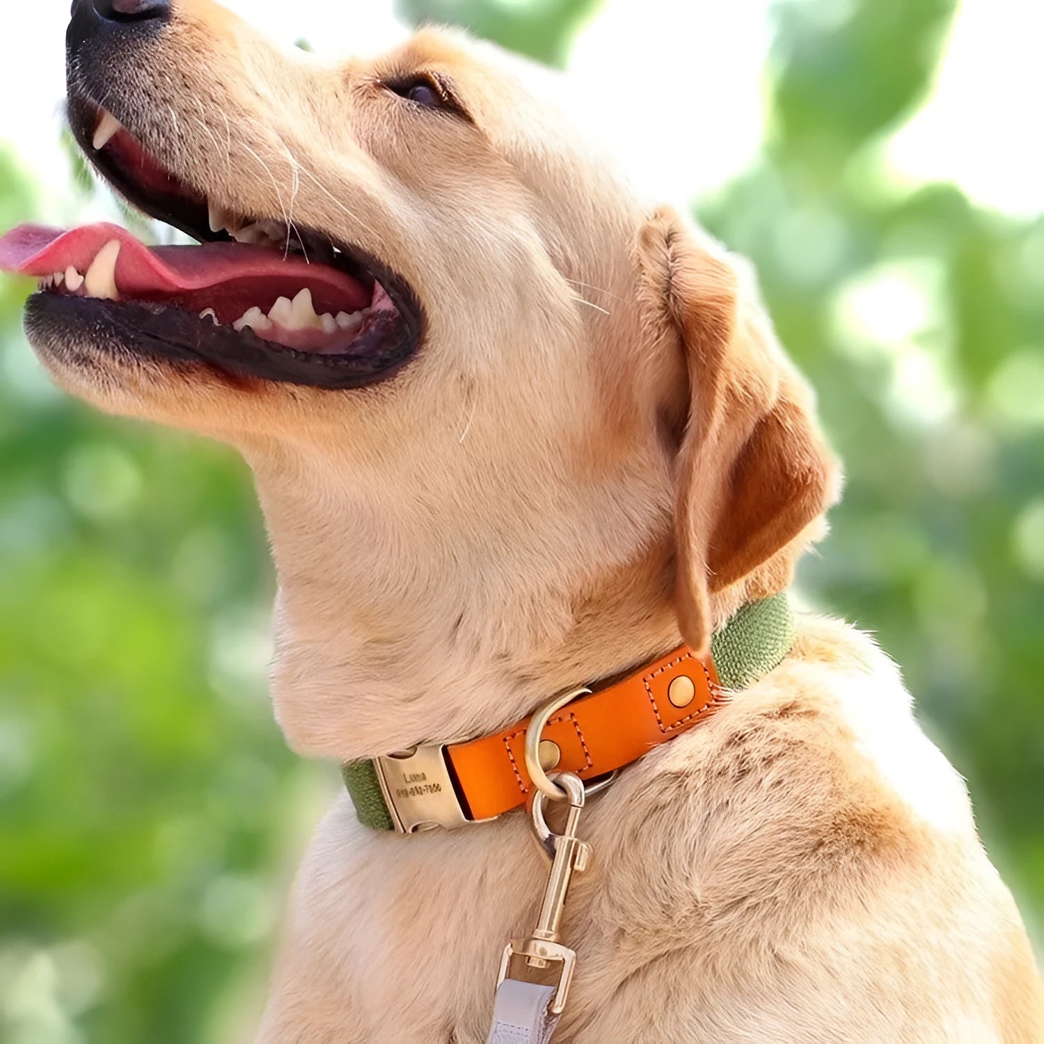 Small dog mohair collar and traction rope set in Mo Landi green with lettering