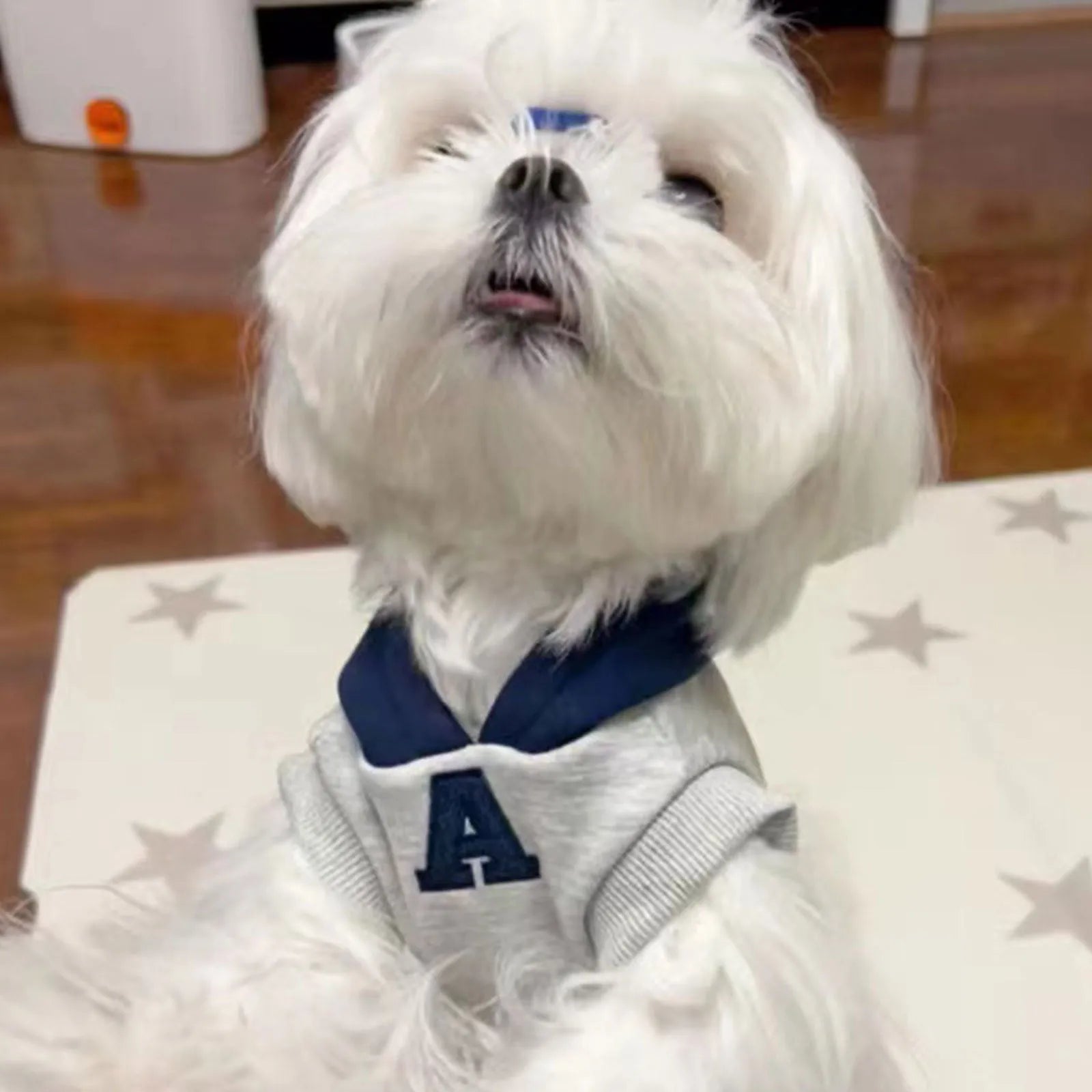 Blue slim-fit pet hoodie with reflective white letters on a dog, showing the hoodie's casual style and size.